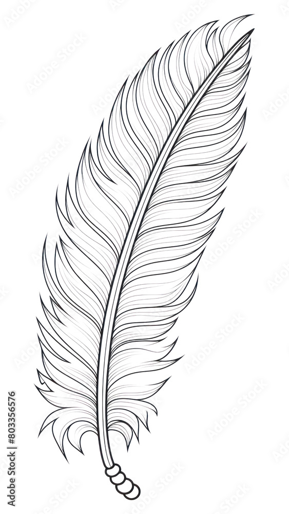 Fototapeta premium PNG Feather sketch drawing white.