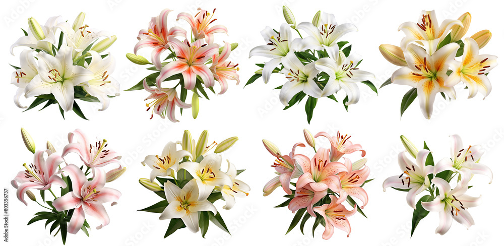 Set of elegant blooming lilies with buds, cut out