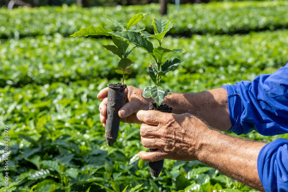 Hands holding small coffee plants in the growing phase, creating in a greenhouse in Brazil. Detail of organic green Arabica coffee seedling growing. Hands holding small coffee plants in the growing phase, creating in a greenhouse in Brazil. Detail of organic green Arabica coffee seedling growing.