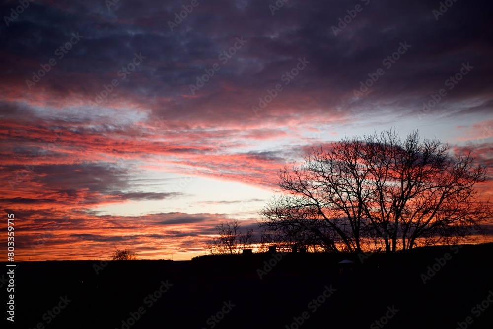 Fototapeta premium sunset in the forest