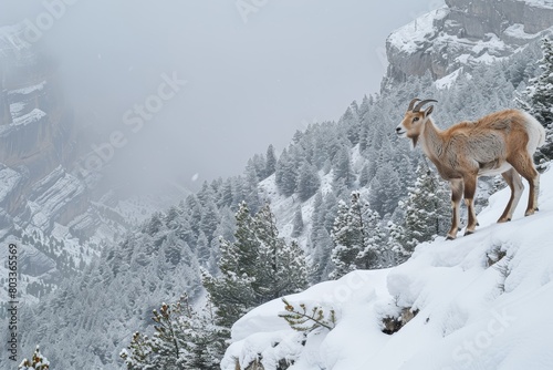 A mountain goat surveys its surroundings from a snowy slope with pine trees in the background