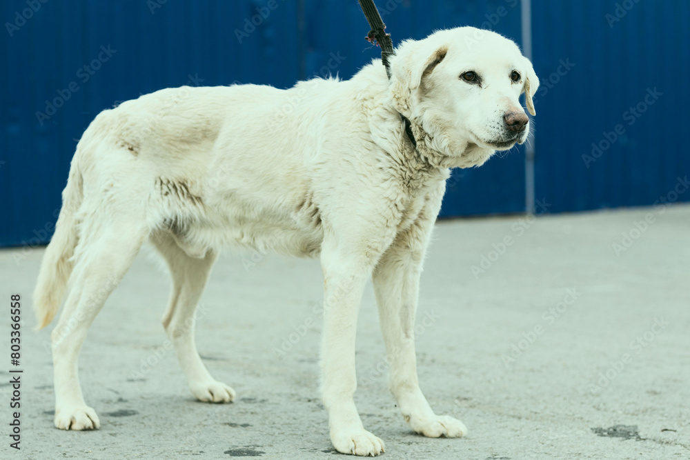 a dog in a shelter for stray dogs in the village of Kugesi in Chuvashia a dog in a shelter for stray dogs in the village of Kugesi in Chuvashia