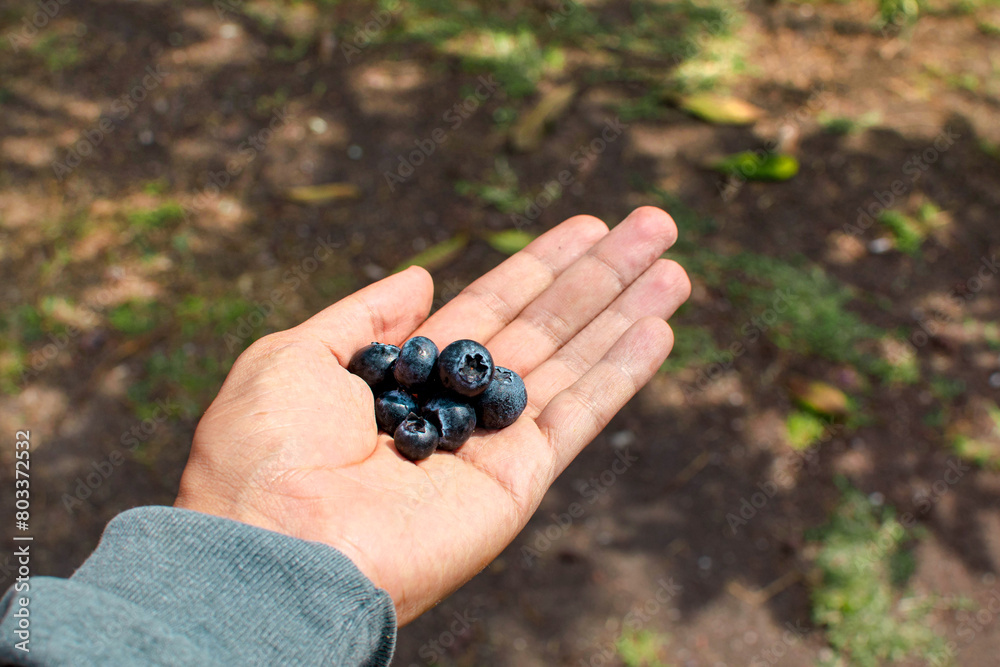 Mano de un hombre sosteniendo Vaccinium corymbosum
Mano de un hombre sosteniendo Vaccinium corymbosum
