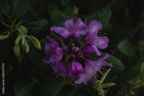 Rhododendron, close up