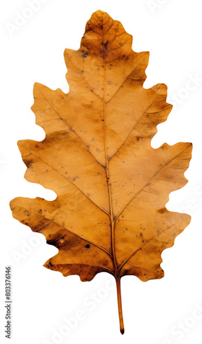 PNG Pressed a Oak leaf backgrounds textured plant.