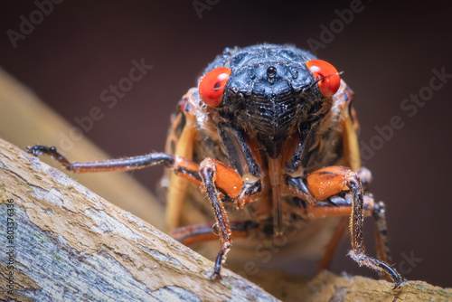 Front view of Riley's 13-year Cicada (Magicicada tredecim). Raleigh, North Carolina. photo