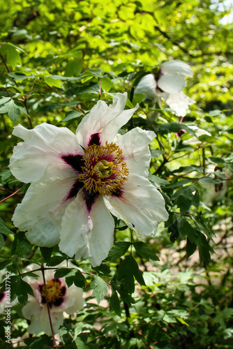 White peony blooming on a spring day in the Hermannshof Gardens in Weinheim, Germany.