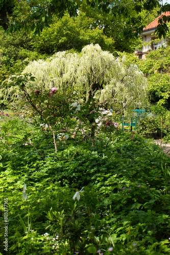 Green plants in front of a wisteria tree on a spring day in the Hermannshof Gardens in Weinheim, Germany.