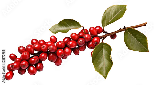 PNG Red coffee beans and ripe berries branch cherry plant.