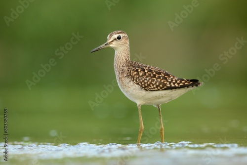 Fotografia Wood sandpiper Tringa glareola bird rain water in pond wetland wading shorebirds