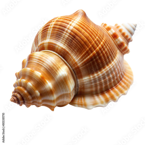 Detailed View of a Spiral Sea Shell Isolated on a Transparent Background © OKAN