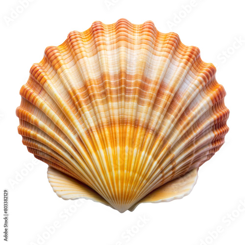 Detailed Close-Up of a Scallop Shell With Natural Orange Hues Against a Transparent Background