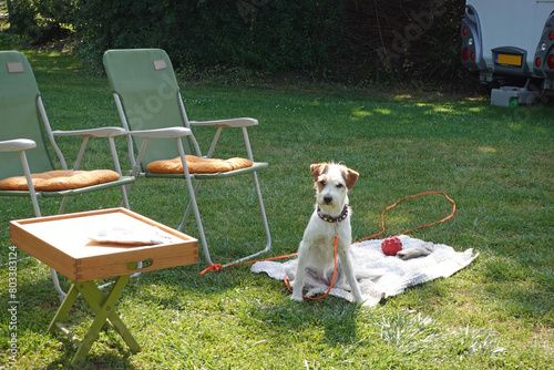 Reisen mit Haustier. Süßer Hund Kromfohrländer sitzt neben Campingstühlen auf seiner Decke. photo