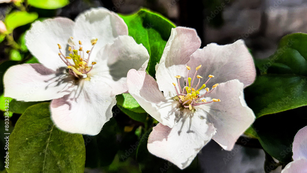Fototapeta premium white blossom