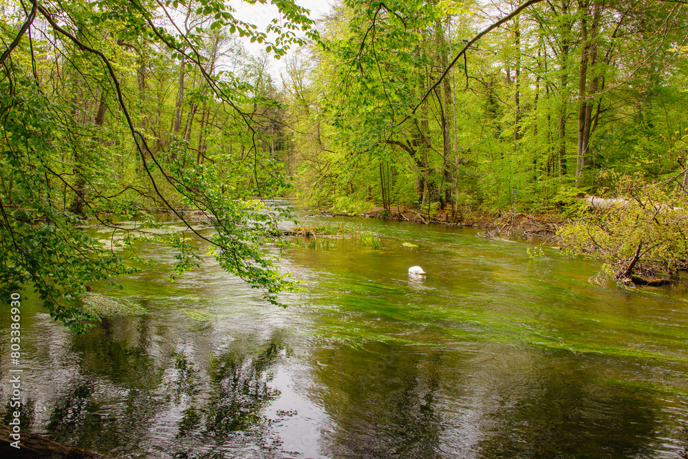 Fototapeta premium Stream Flowing through Forest 