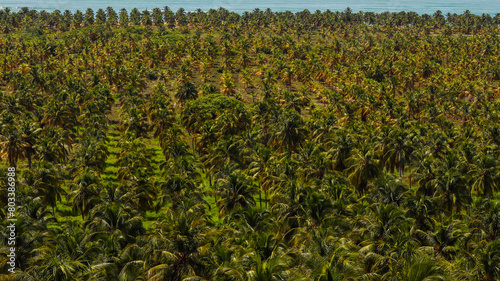 Visão aérea de coqueiros na praia do Gunga, Alagoas. photo