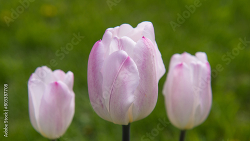 Three pink tulips on a blurred green background.