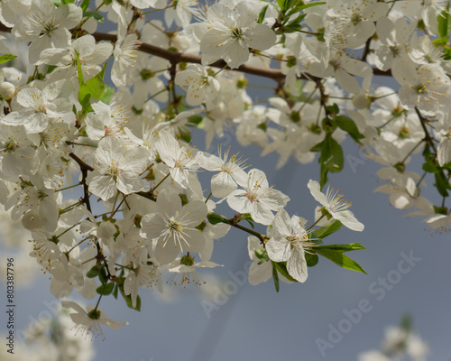 Plum branches with white flowers on a sunny day.