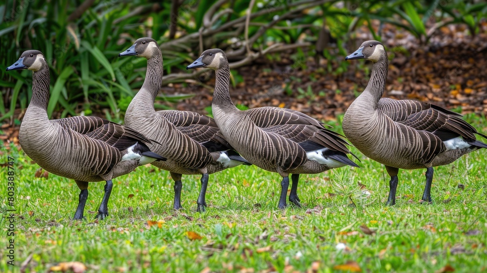 a flock of geese, their curious expressions and intricate plumage on full display against the backdrop of the rural landscape. a flock of geese, their curious expressions and intricate plumage on full display against the backdrop of the rural landscape.