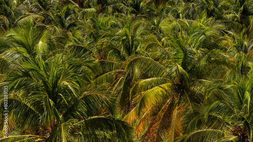 Árvores coqueiros em um coqueiral em alagoas photo
