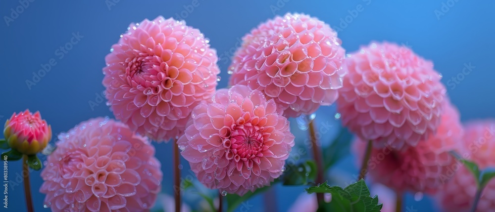 A tight shot of numerous pink blooms, each with water droplets on their petals and stems A tight shot of numerous pink blooms, each with water droplets on their petals and stems
