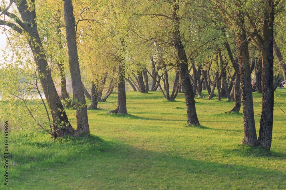 Fototapeta premium morning in the park