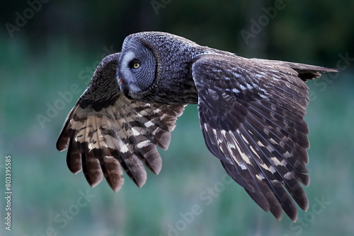Great grey owl (Strix nebulosa) photo