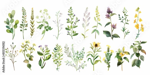 Alternative medicine with medicinal herbs background picture  