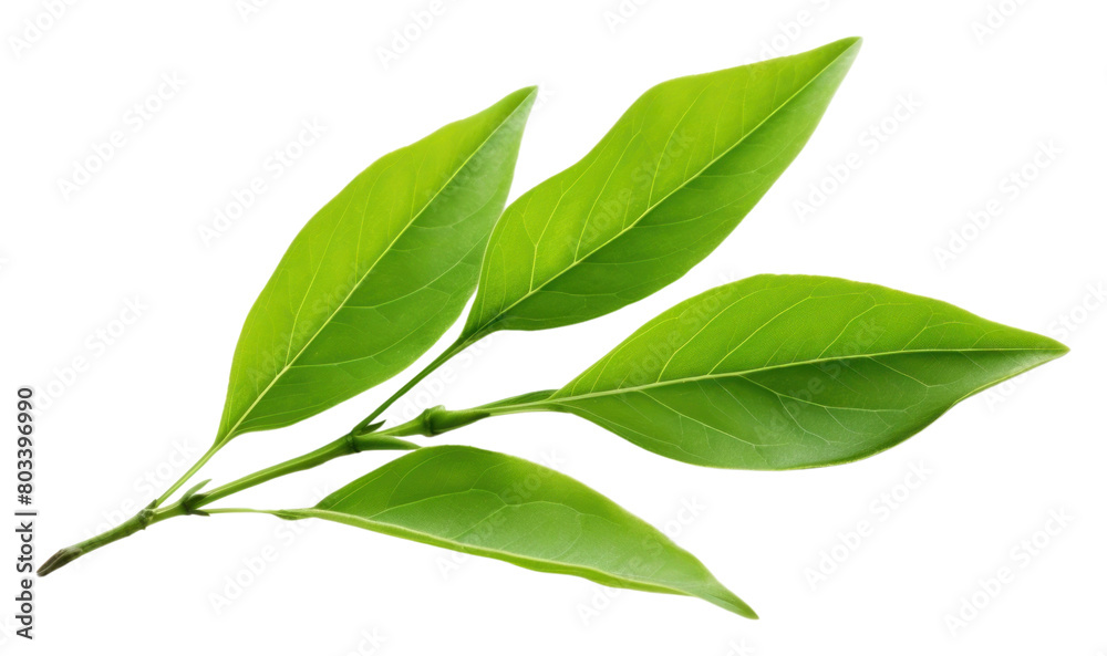 PNG  Green tea leaf plant green herbs.