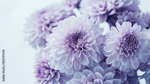 pastel purple and white flowers in a close-up shot against a soft  white background  with a dreamy composition bathed in gentle light