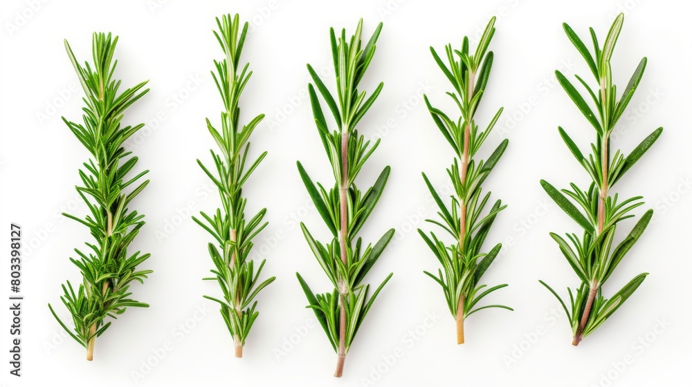Rosemary branches and leaves on white background Rosemary branches and leaves on white background