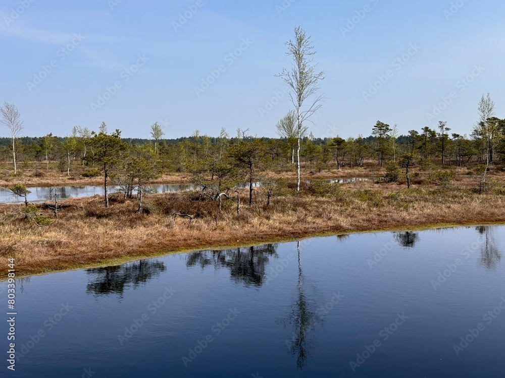 Latvian kemeri swamp