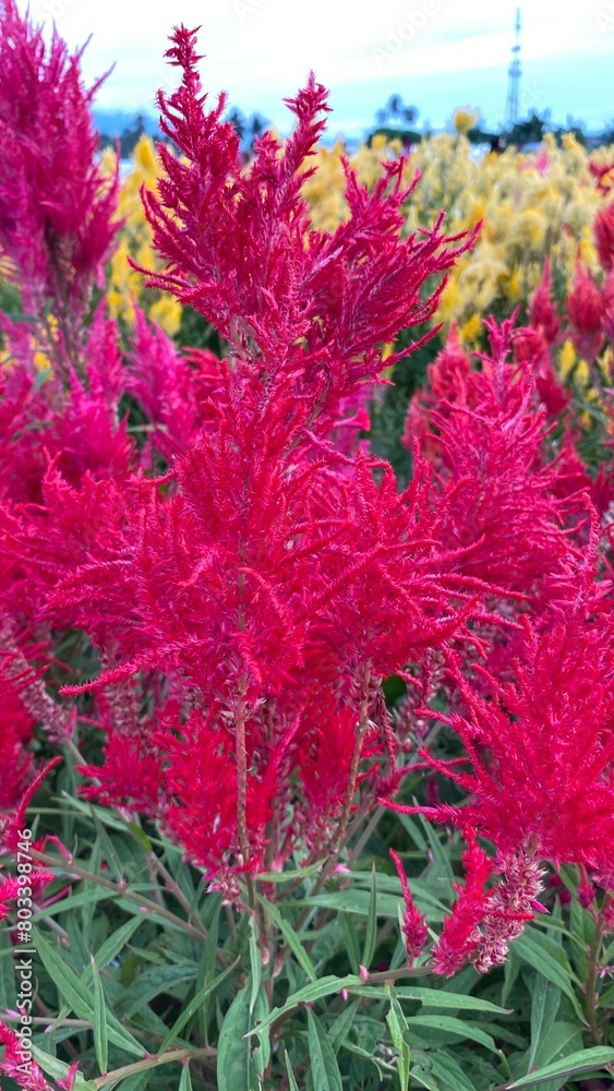 Close up red celosia argentea or bunga jengger ayam. Close up red celosia argentea or bunga jengger ayam.