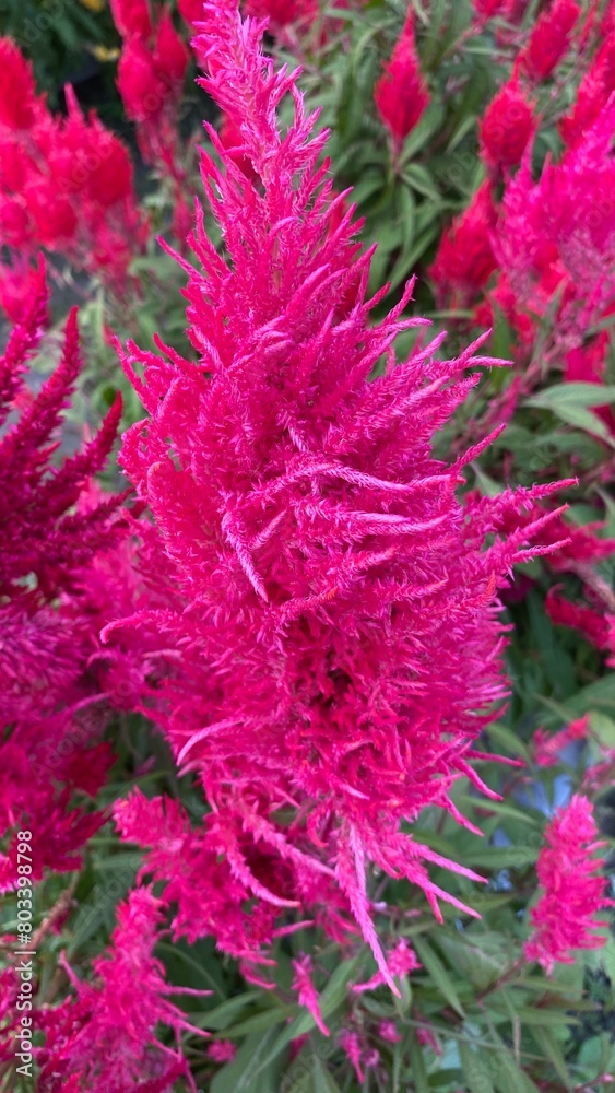 Close up red celosia argentea or bunga jengger ayam. Close up red celosia argentea or bunga jengger ayam.