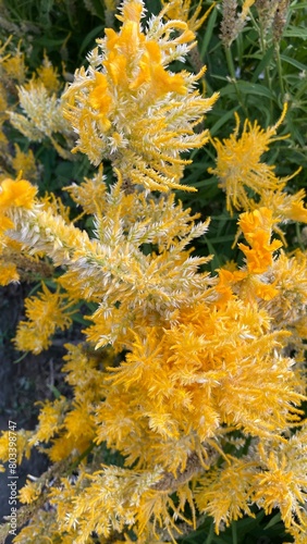 Close up yellow celosia argentea or bunga jengger ayam. photo