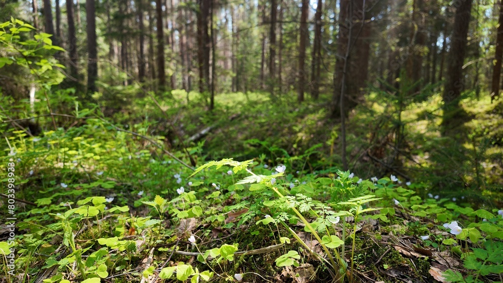 Obraz premium forest in spring