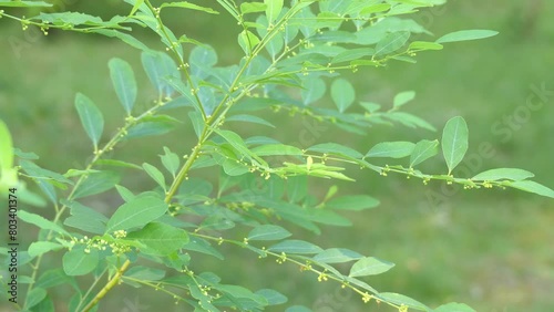 Securinega suffruticosa. Flueggea suffruticosa is species of flowering plant in family Phyllanthaceae. Securinega suffruticosa contains alkaloid securinine which has been regarded as a CNS stimulant. photo
