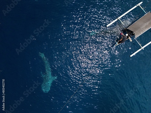 whale shark (Rhincodon typus) approaching a boat seen from a drone, Aerial view from the drone. photo