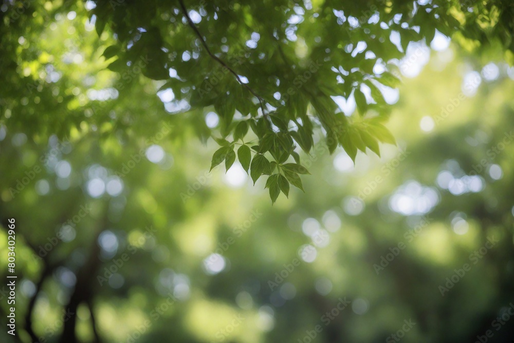Fototapeta premium green leaves background