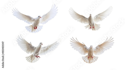 White dove with gracefully outstretched wings, isolated on a transparent background