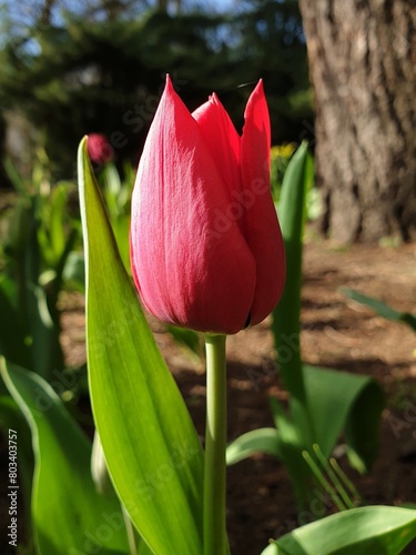 Perfect pink tulip in a garden at springtime