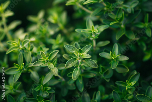 A close-up of a green thyme plant with fragrant leaves.