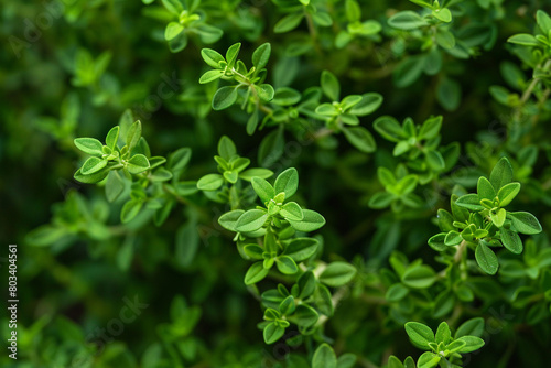 Wallpaper Mural A close-up of a green thyme plant with fragrant leaves. Torontodigital.ca