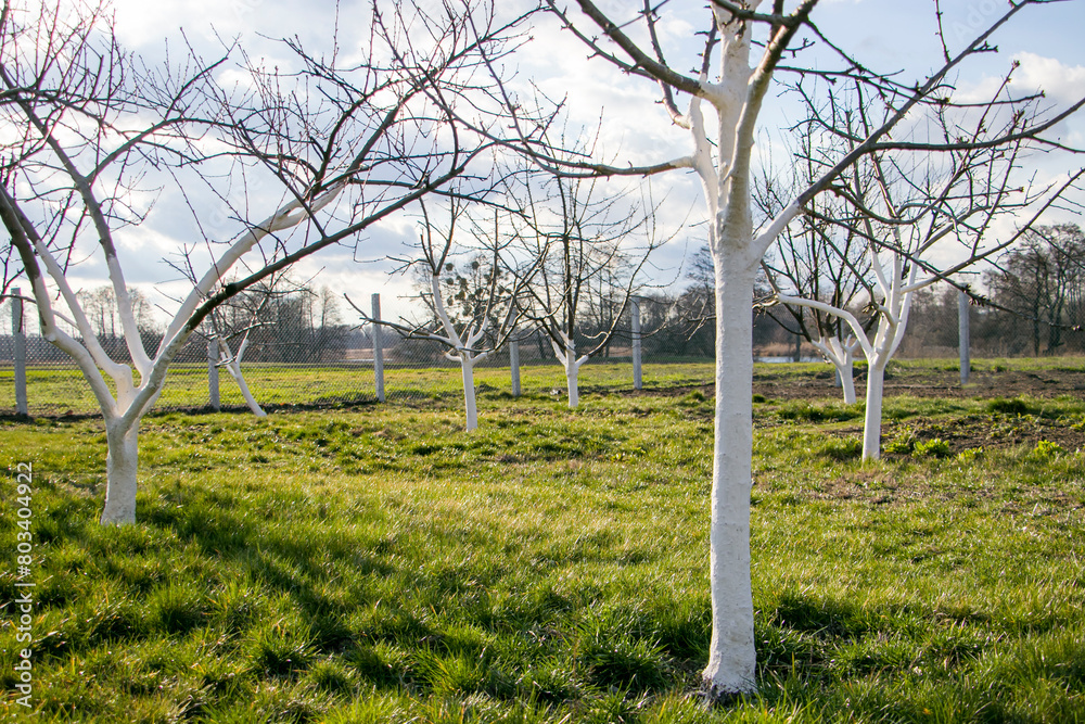 Whitewashing tree trunks. Young whitewashed trees in the garden in spring. Pest control in the garden. Protecting trees from diseases. Whitewashing tree trunks. Young whitewashed trees in the garden in spring. Pest control in the garden. Protecting trees from diseases.