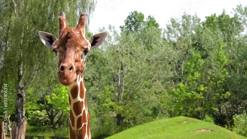 Giraffe head closeup. Reticulated giraffe (Giraffa camelopardalis reticulata), also known as Somali giraffe, is subspecies of giraffe native to Horn of Africa. photo