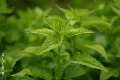 A close-up of a green basil plant with aromatic leaves.