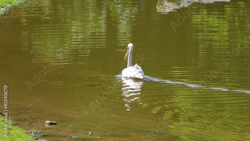 Big gray pelican floating on a river of southern Mutko. photo