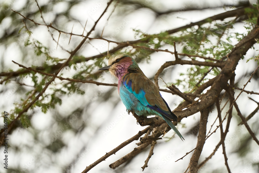 Colorful bird on a branch in the savanna Colorful bird on a branch in the savanna