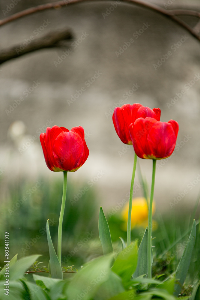 Obraz premium red tulips in spring