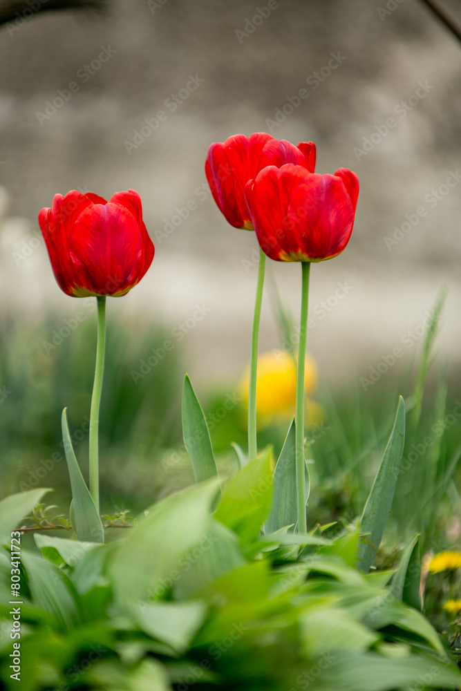 Obraz premium red tulips in spring